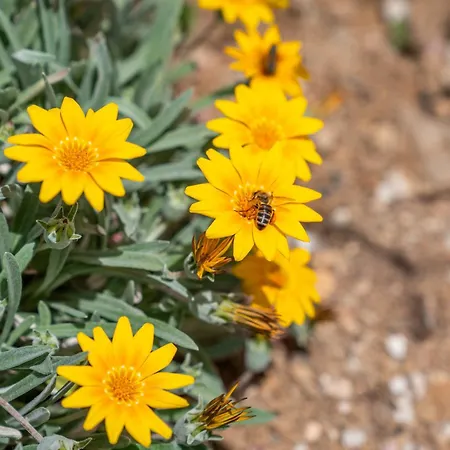 Galazio Suites, Serifos Livadakia