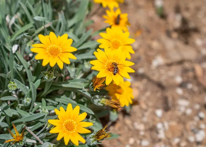 Galazio Suites, Serifos Livadakia